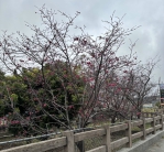 台中市后里區泰安櫻花含苞待放　期待滿足民眾春遊賞櫻之旅