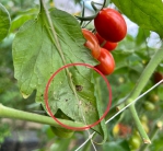 銀葉粉蝨密度攀升 嘉義縣政府提醒農民進行防治