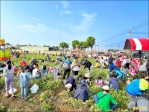 將軍區斑芝花開蘿蔔庄田園體驗 歡迎親子報名