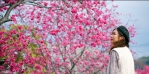 台中花都繽紛浪漫   中市觀旅局揭一年四季賞花情報
