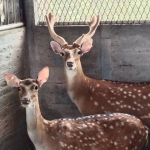 「茸」耀新生！平埔文化脈絡下交織出傳統又創新的養鹿產業
