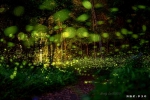 走進春夏森林！惠蓀林場用銅板價誠摯邀請您共享螢火蟲季與木文化節的熱鬧