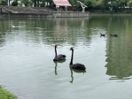 秋紅谷黑天鵝搬新家啦！ 「鳶鳶」與「揚揚」飛向北大展開新生活