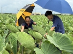 憂高溫驟雨引發芋頭病變　大安農會團隊深入田間第一線　呼籲農民把握關鍵48小時防治時機