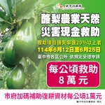 中市酪梨災損6月25日前可申請現金救助   農業局加碼補助復耕