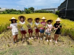 大里區農會舉辦食農教育「作伙割稻趣」  崇光國小、興大外籍生下田感受收獲歡樂氛圍