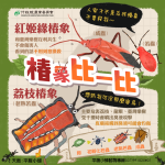 荔枝椿象出沒？中市農業局澄清：為「紅姬緣椿象」無害勿驚慌