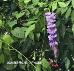 時序已進入國曆七月份、一般來說台灣紫藤花的花期多落在每年3月中下旬至4月初、然而近日卻有民眾在花圃內驚見紫藤花開花、引起熱議、這反常的自然現象、令不少民眾感到驚奇與好奇。