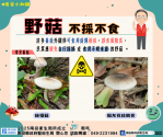 野生菇類勿亂採亂吃　縣府衛生局籲民眾留意食安風險
