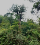 倒下的巨木   變身為木椅    新竹林業分署賦予枯木新生命