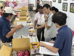 臺中市優質紅龍果果品評鑑競爭激烈　果農劉興陽獲得冠軍