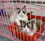 動保所偕警直搗竹東非法繁殖場   扣留35隻品種貓