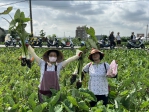 大甲區農會舉辦芋頭採收體驗　青農許倍崙帶領社區年長者走入田間
