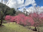 八仙山山櫻花盛開搭臺灣觀巴輕鬆走進中部賞櫻秘境