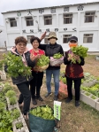 大甲區農會日南綠色照顧站一米菜園春節大豐收　學員歡喜採摘健康加菜