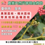 中市荔枝災損5月29日前可申請現金救助