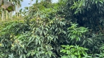 遲發性乾旱重創產量！雲林荔枝全面救助啟動助農減損