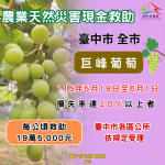 中市巨峰葡萄豪雨受損   農業局籲6月1日前申請現金救助