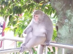 撞見臺灣獼猴怎麼辦？「不驚慌、不驚擾、不餵食」新竹縣呼籲守護人猴共存